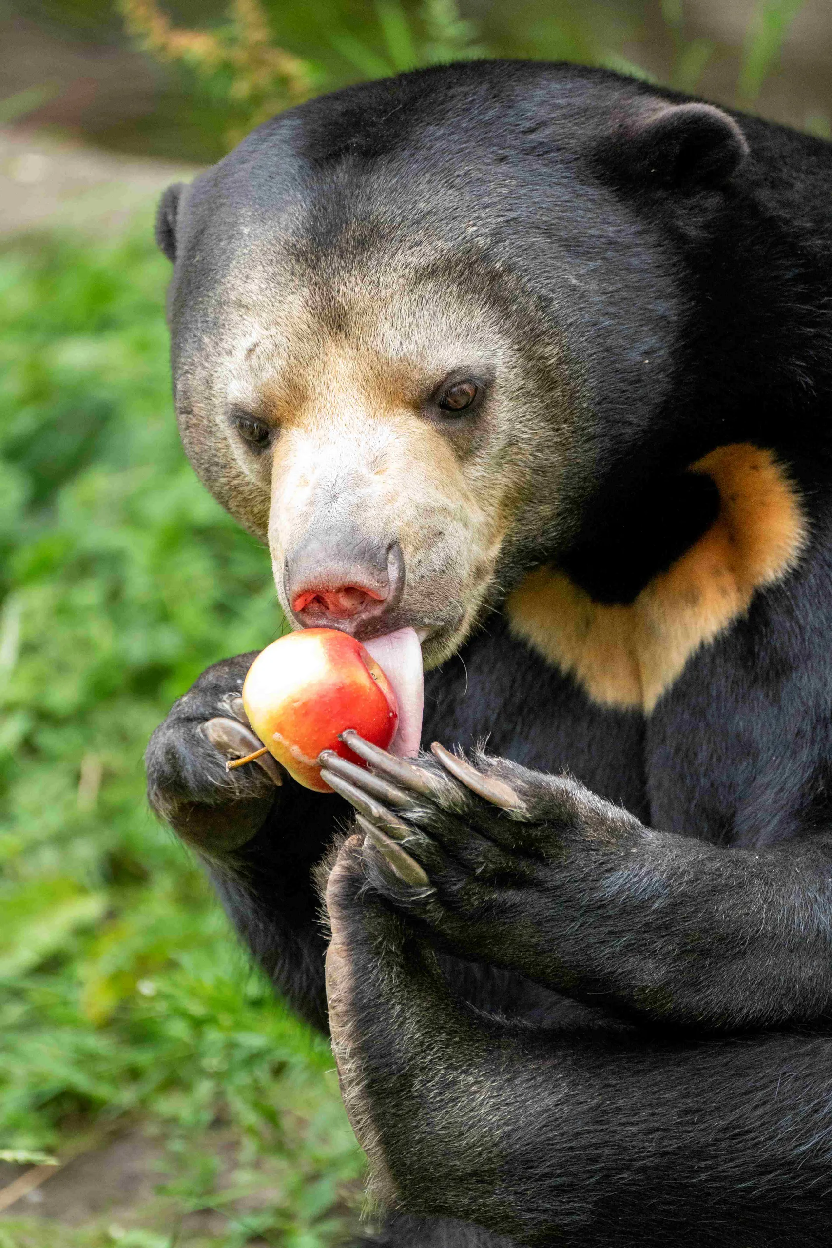 Maleise-beer-met-appel-1-Foto-Mira-Meijer(1)