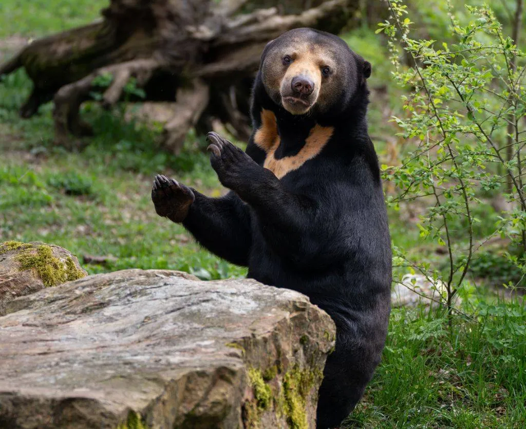 Maleise berin naar Tsjechie