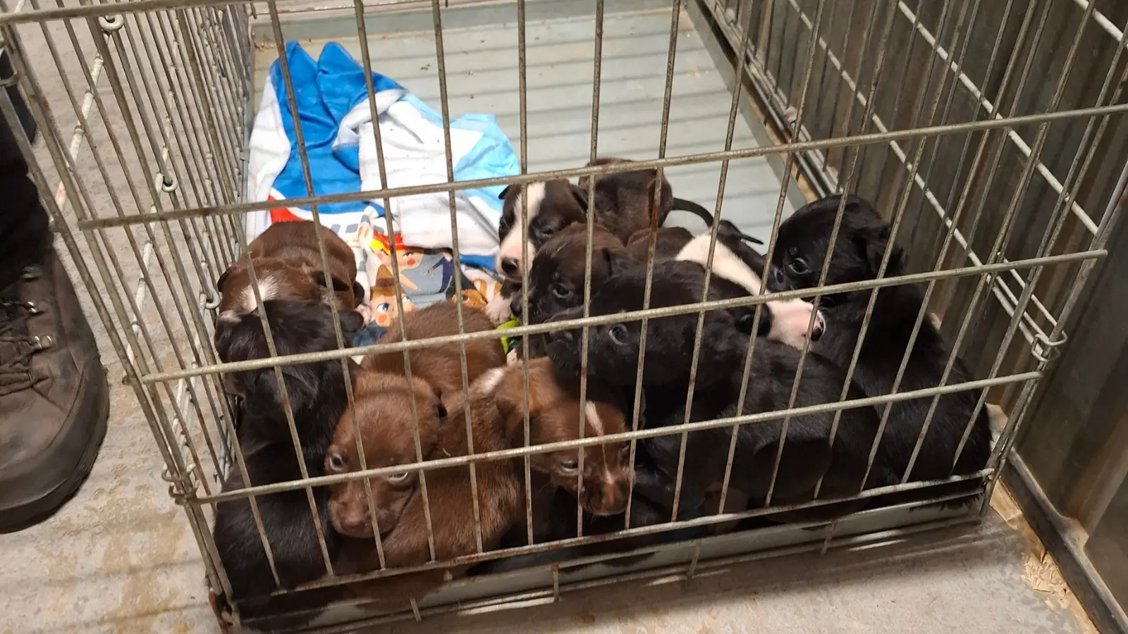 Pups LID2)