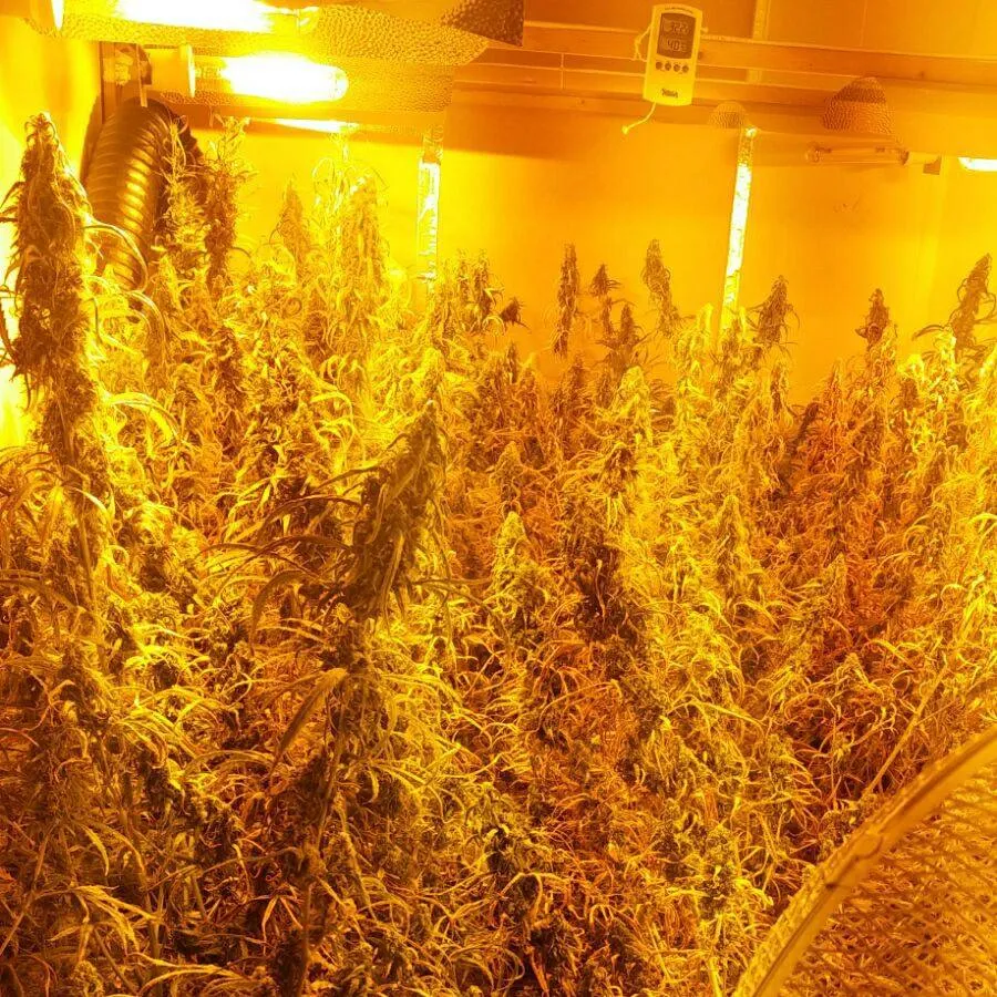 20637793 1932655557001040 3234376991799232438 n