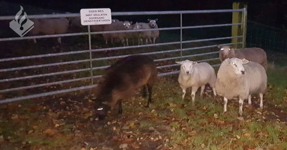 23755036 1980464842220111 4667031556208290403 n