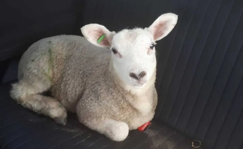 30740670 2074515419481719 6522558480507587072 n e1524131662852