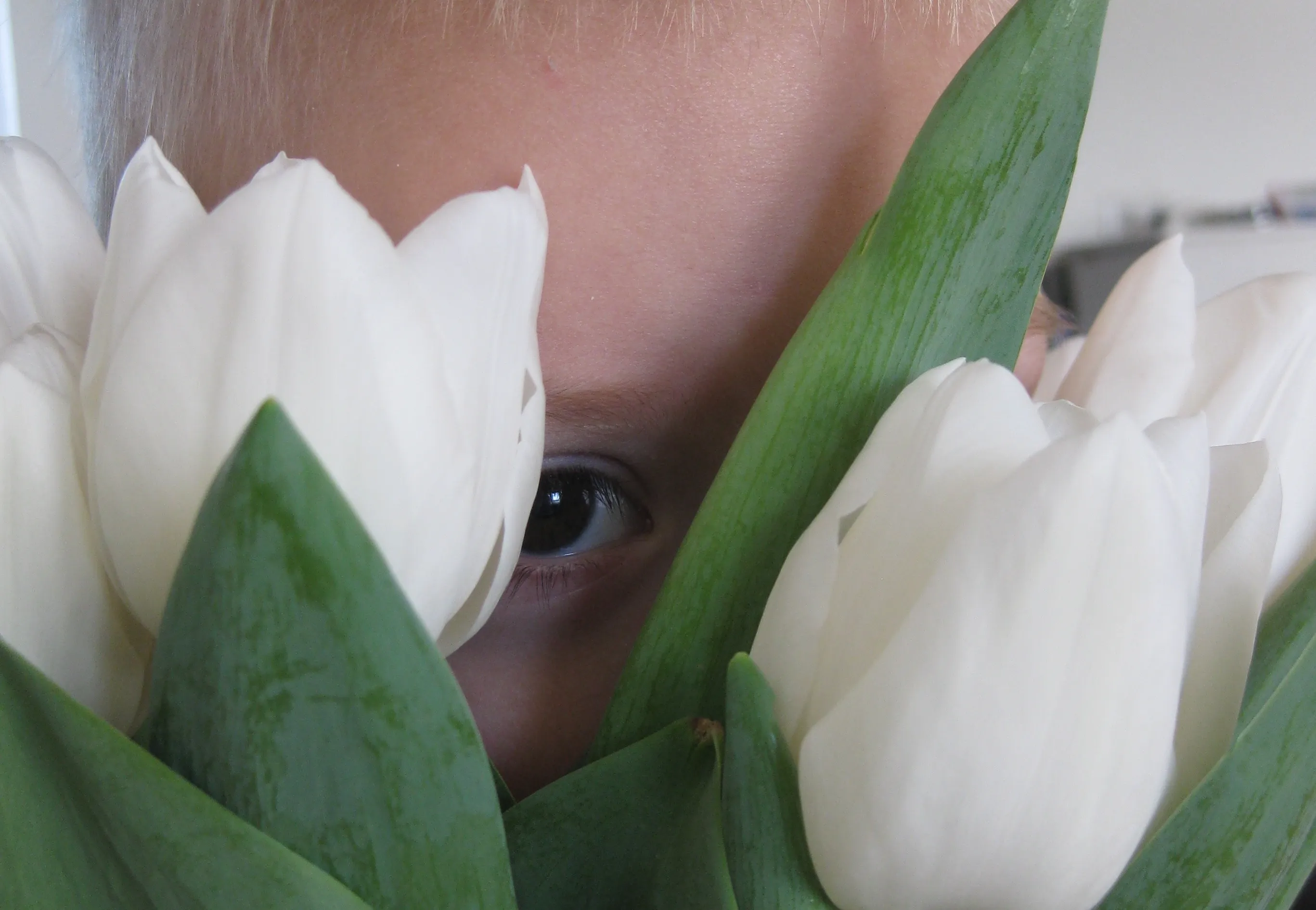 3de prijs diontulp cindy nijboer