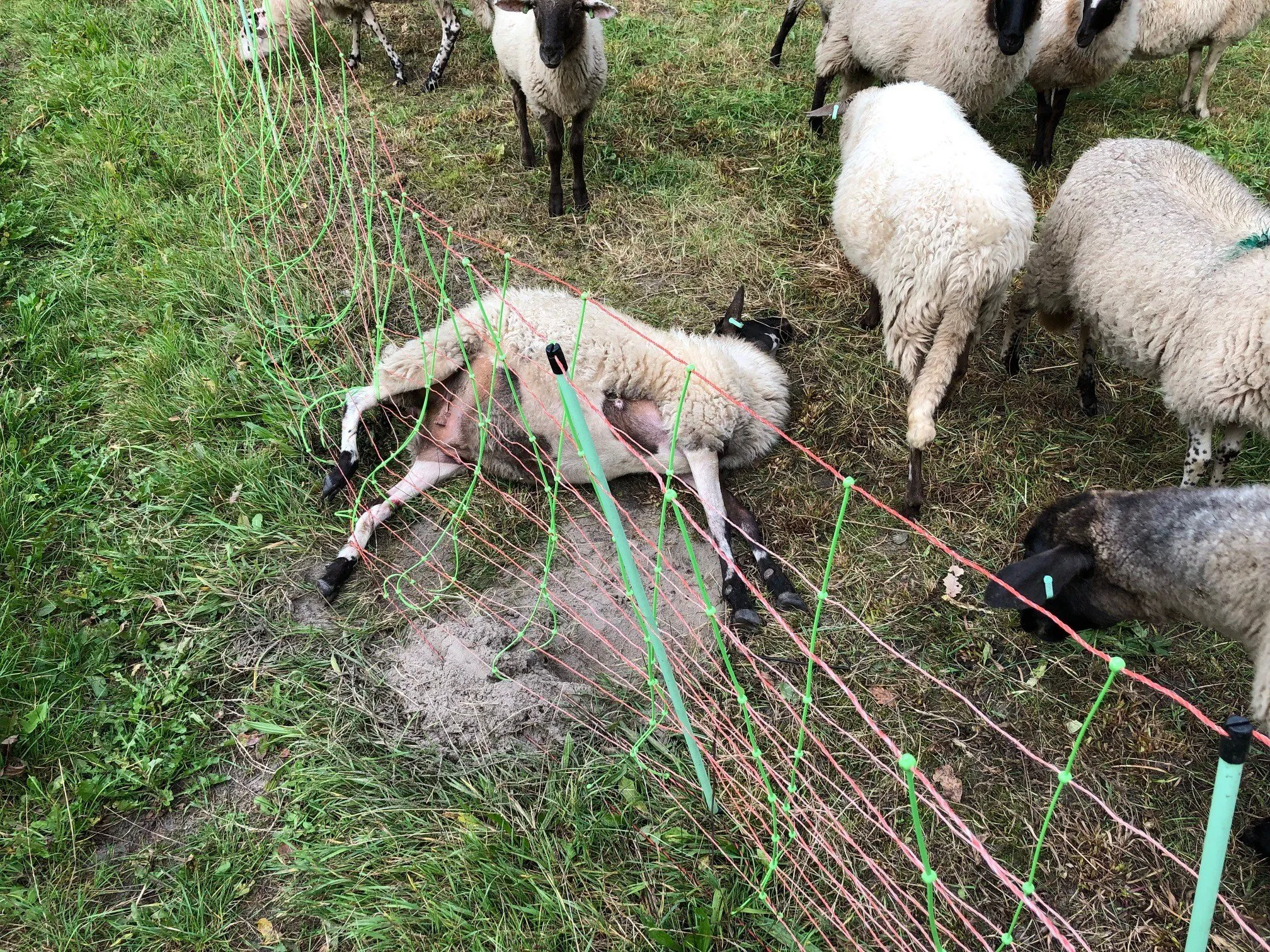 71089203 2994494577288436 259602241575452672 o