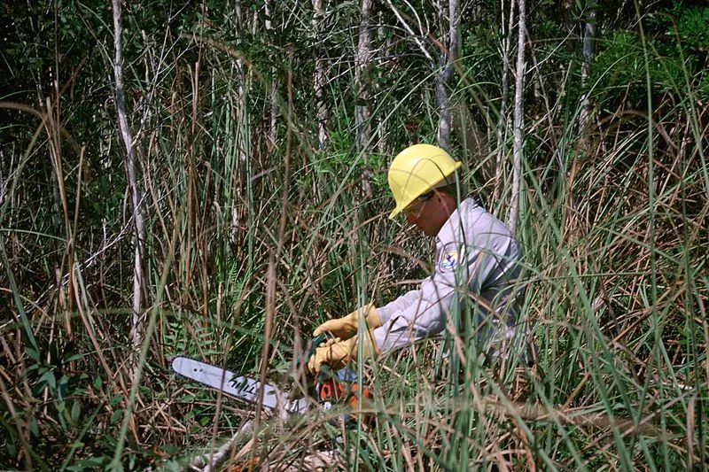 800px man with motor chain working in forest