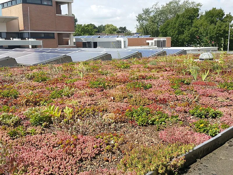 800px sedumdak met zonnepanelen gemeentehuis pijnacker nootdorp 45712132304