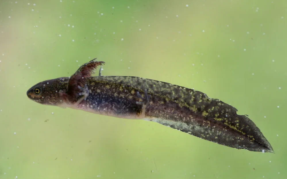 alpenwatersalamander