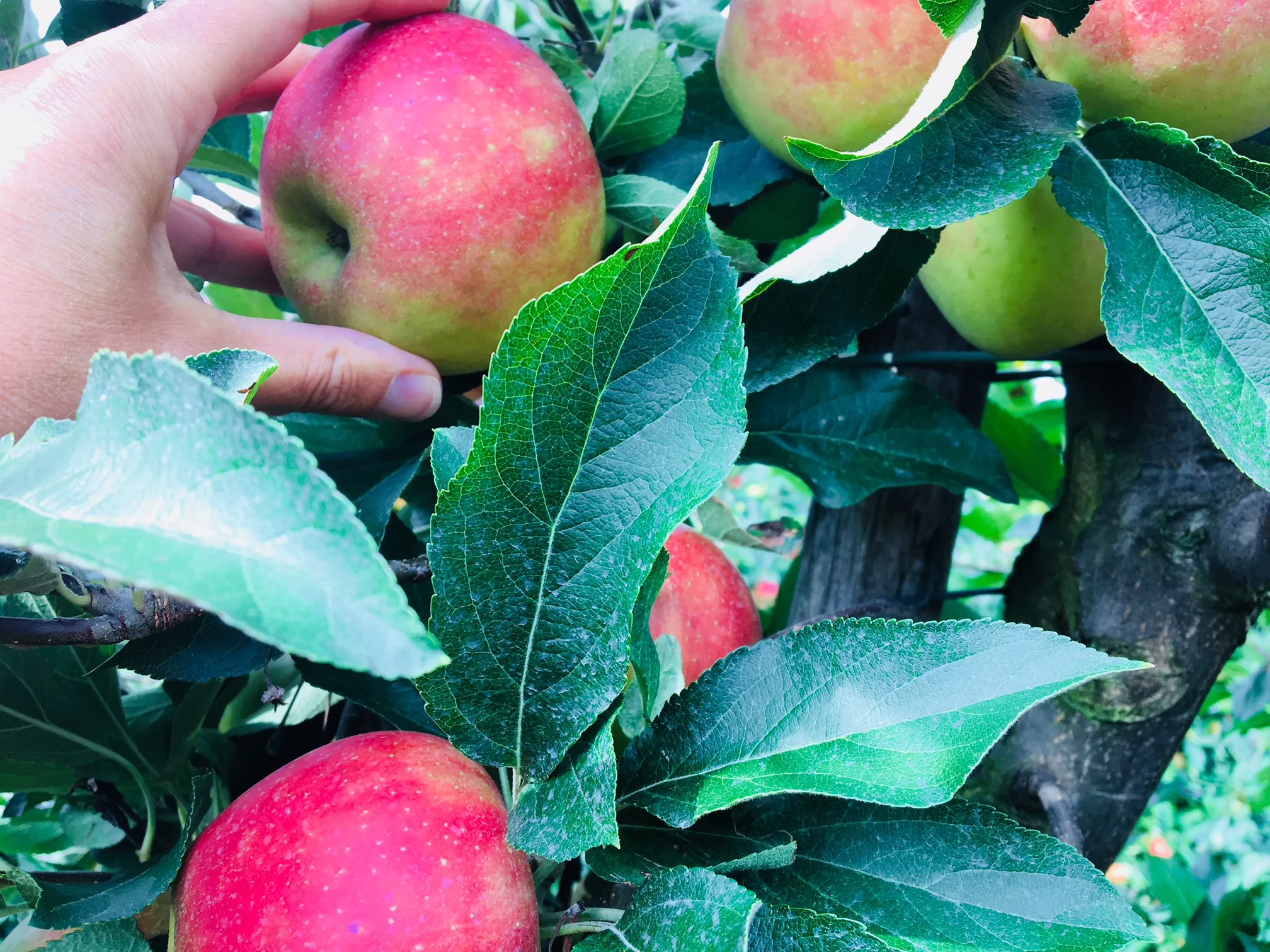 appel plukken vink 2018 img 9284