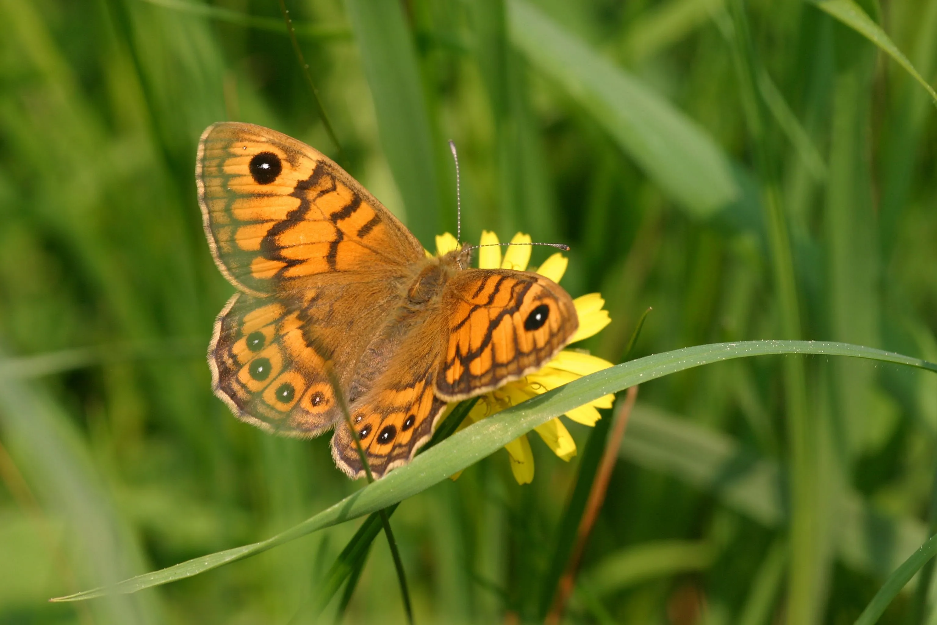 argusvlinder kim huskens