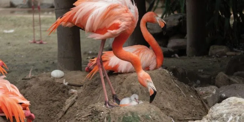 baby flamingo