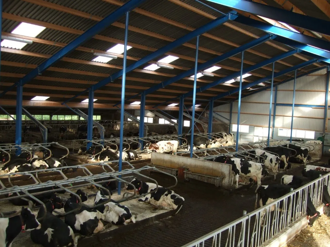 backx koeien thumbnail dscf2379