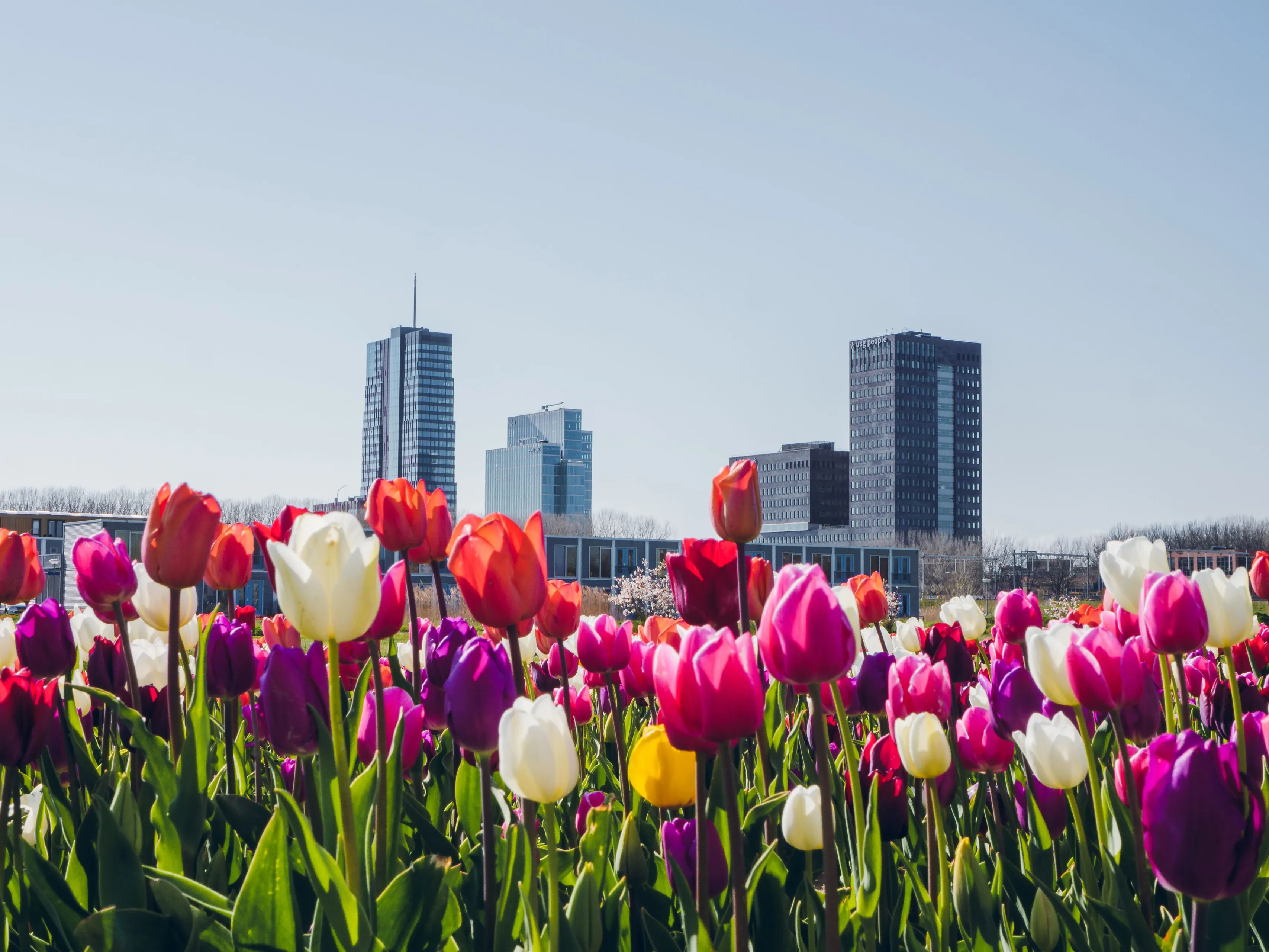 beeld skyline almere met tulpen