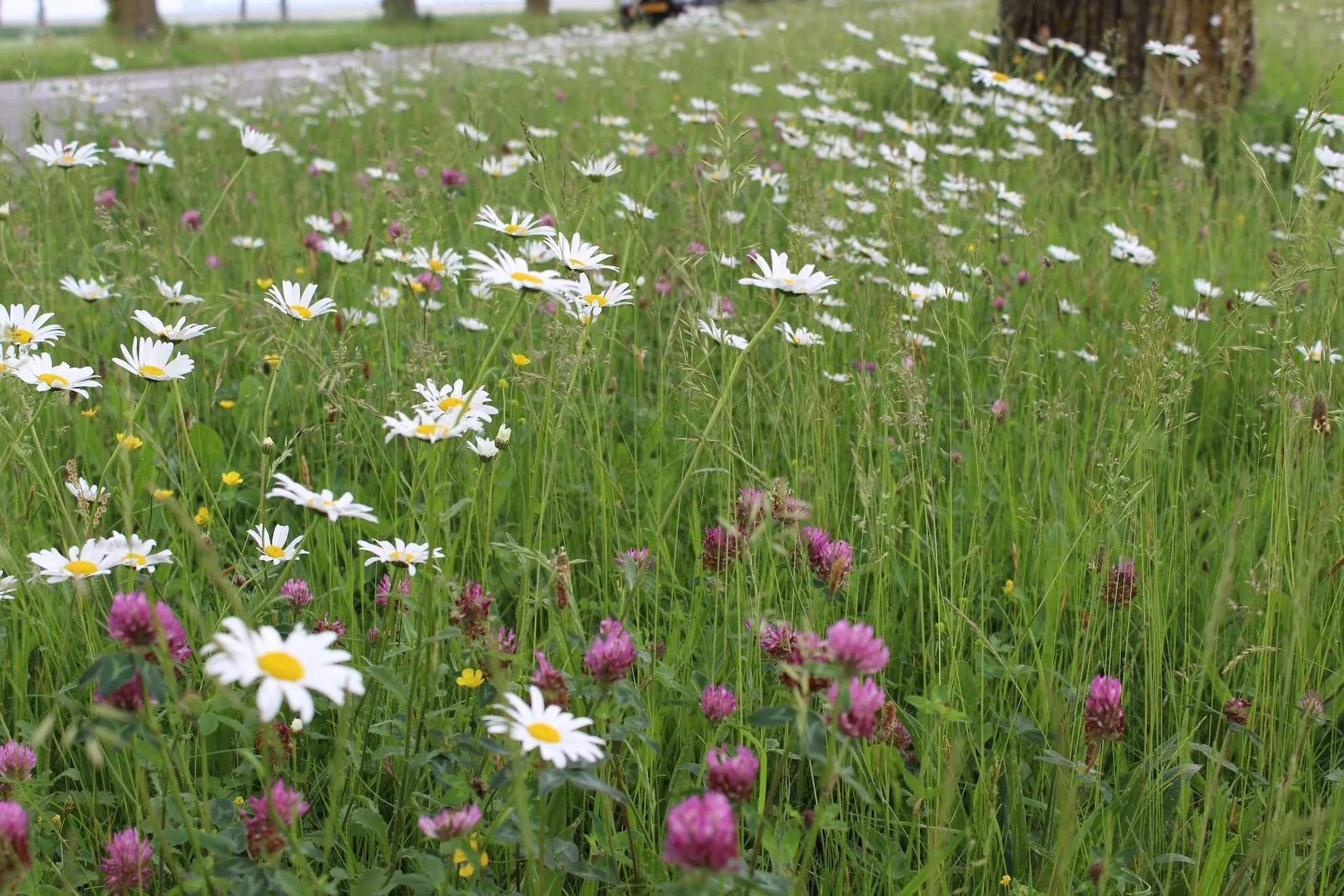 berm cc by mhpublicatiesnl