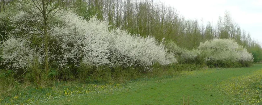 bloeiende bosranden