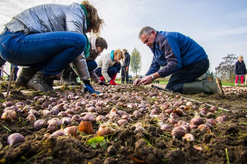 bollen planten 44874509 1874268282687504 2994600985755648000 n
