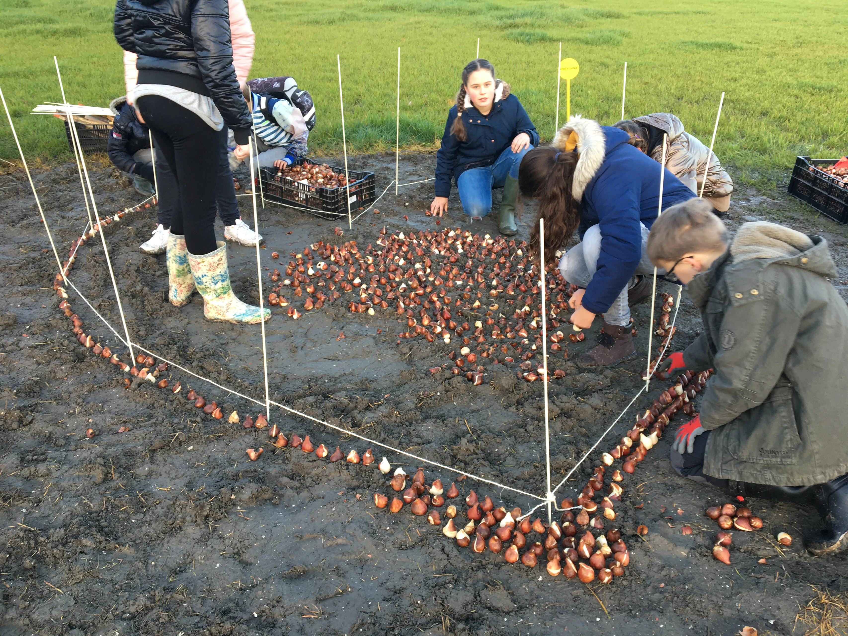 bollen planten img 7997