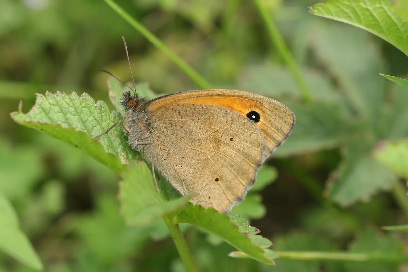 bruin zandoogje kim huskens