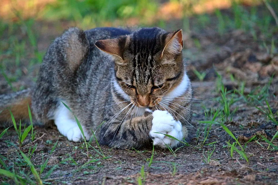 cat 2615614 960 720