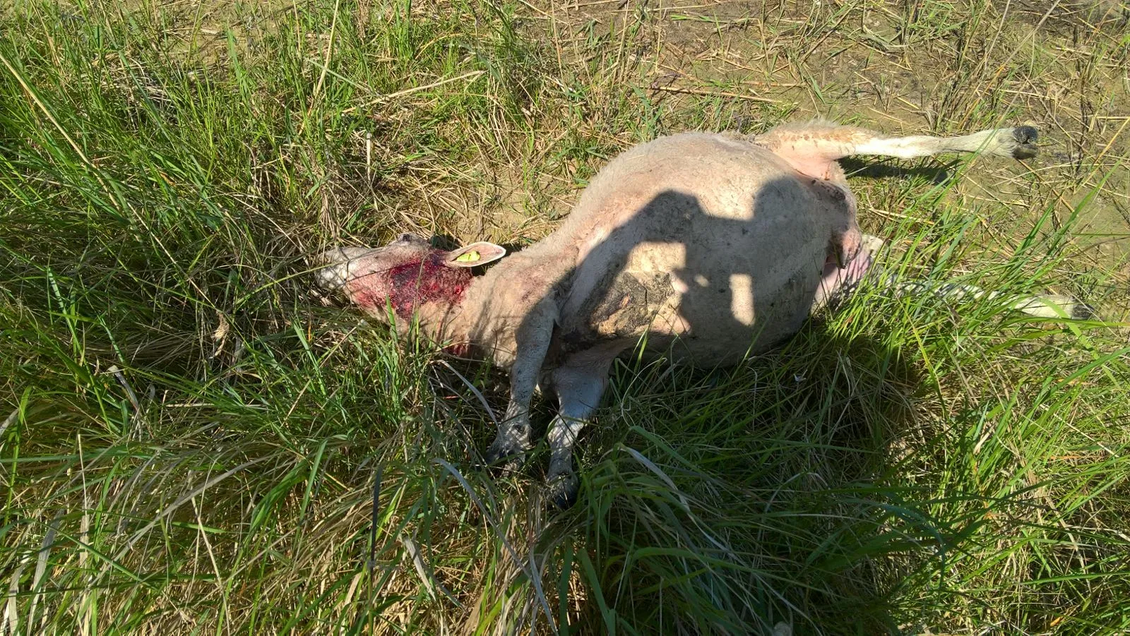 dbc lskwsaa4p33jpg large