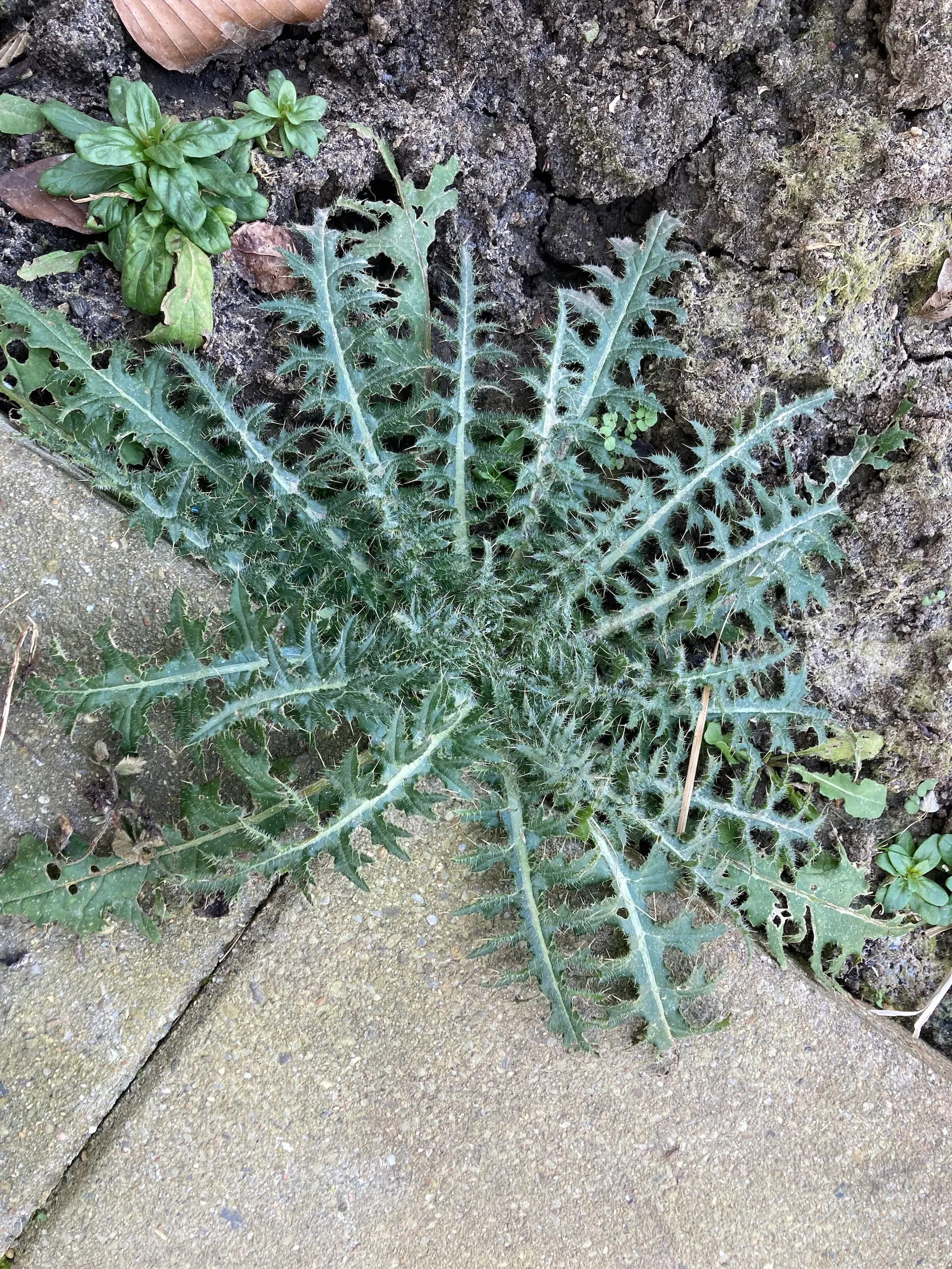 distel img 8923