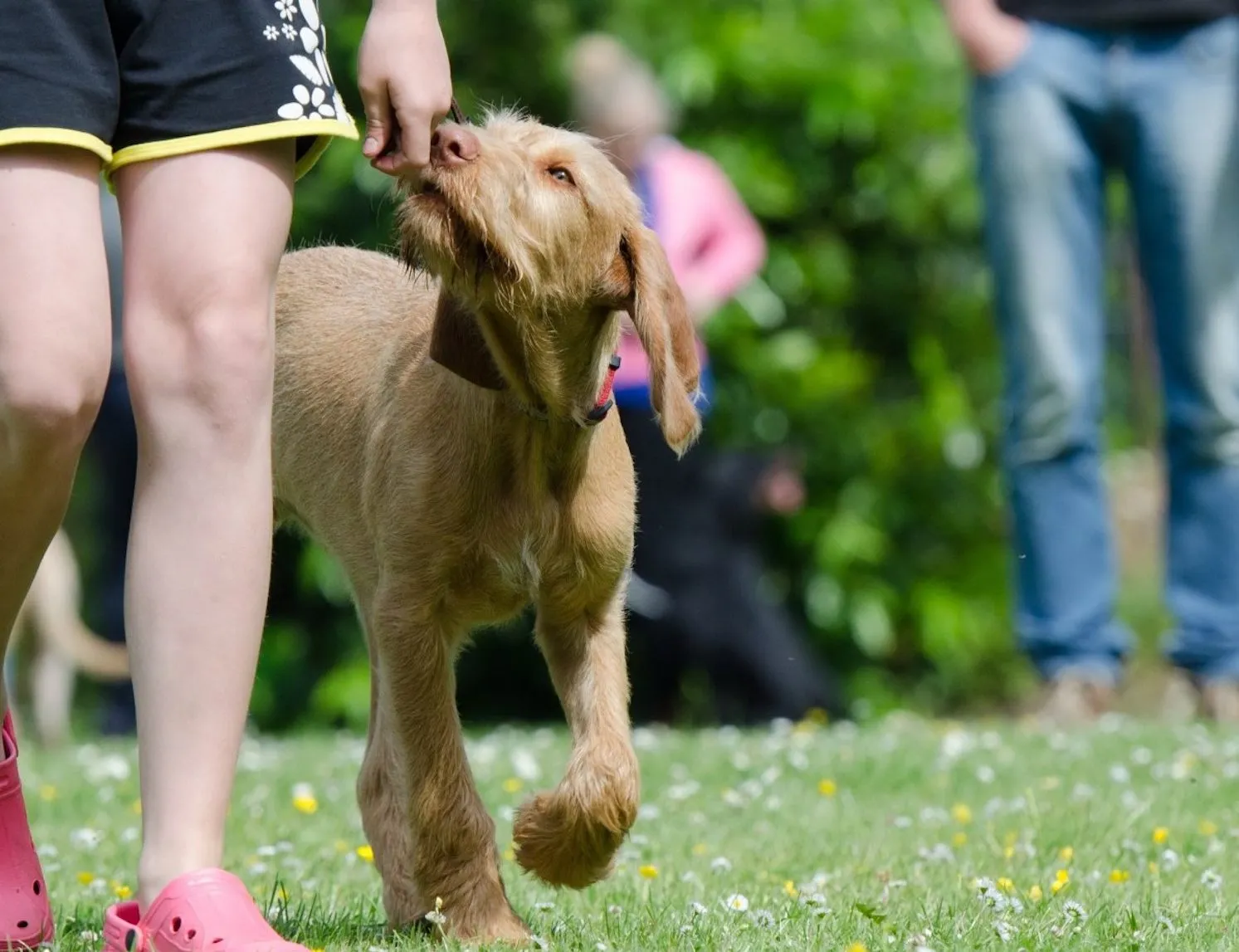 dog school dog training viszla vizsla hungarian pointing dog hunting dog 897879jpgd e1503930612299
