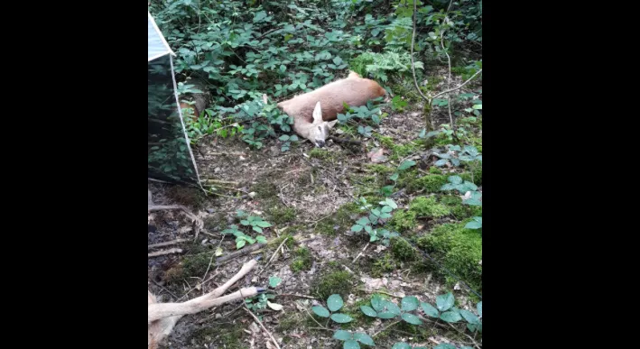 dood doet leven plek in het kuinderbos foto harco bergman