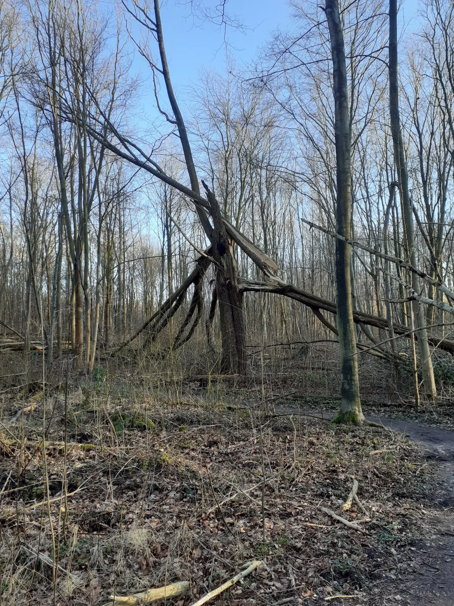 dood hout leeft