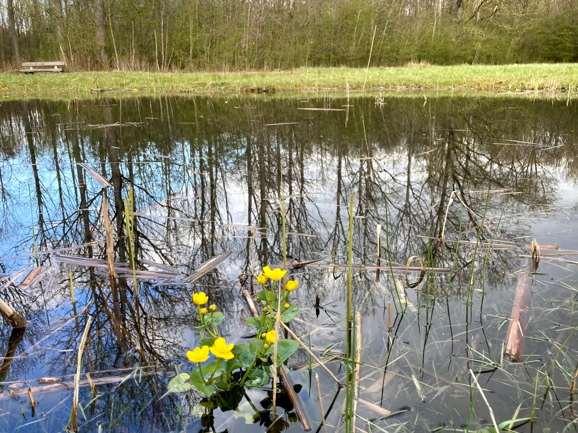dotterbloem voorsterbos april 2021 img 4989