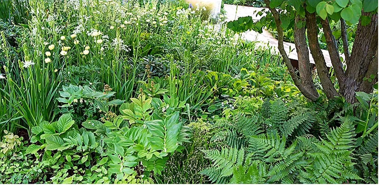 eigen foto groei en bloei nop