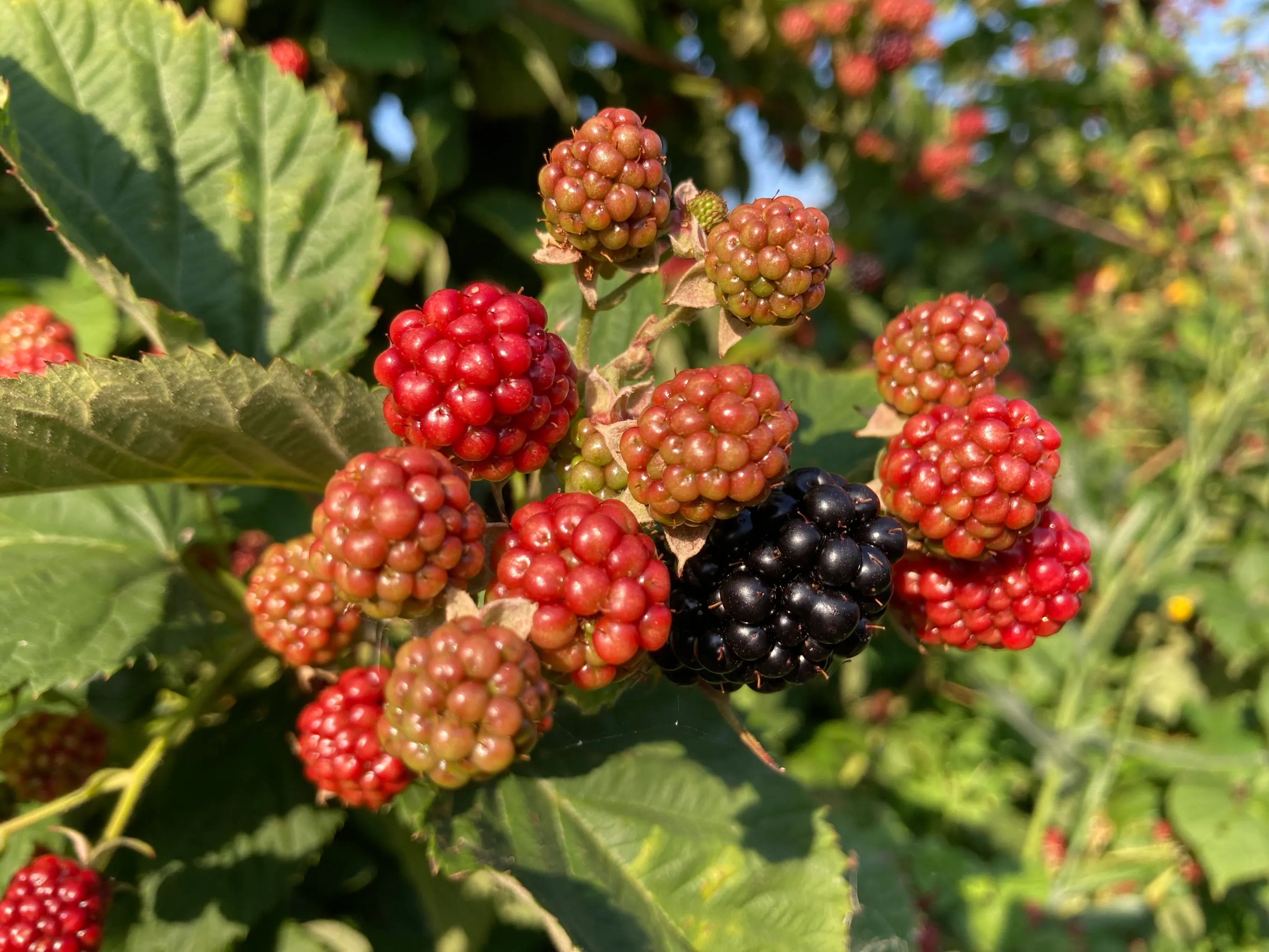 fruitpluktuin rutten 2022 img 0496