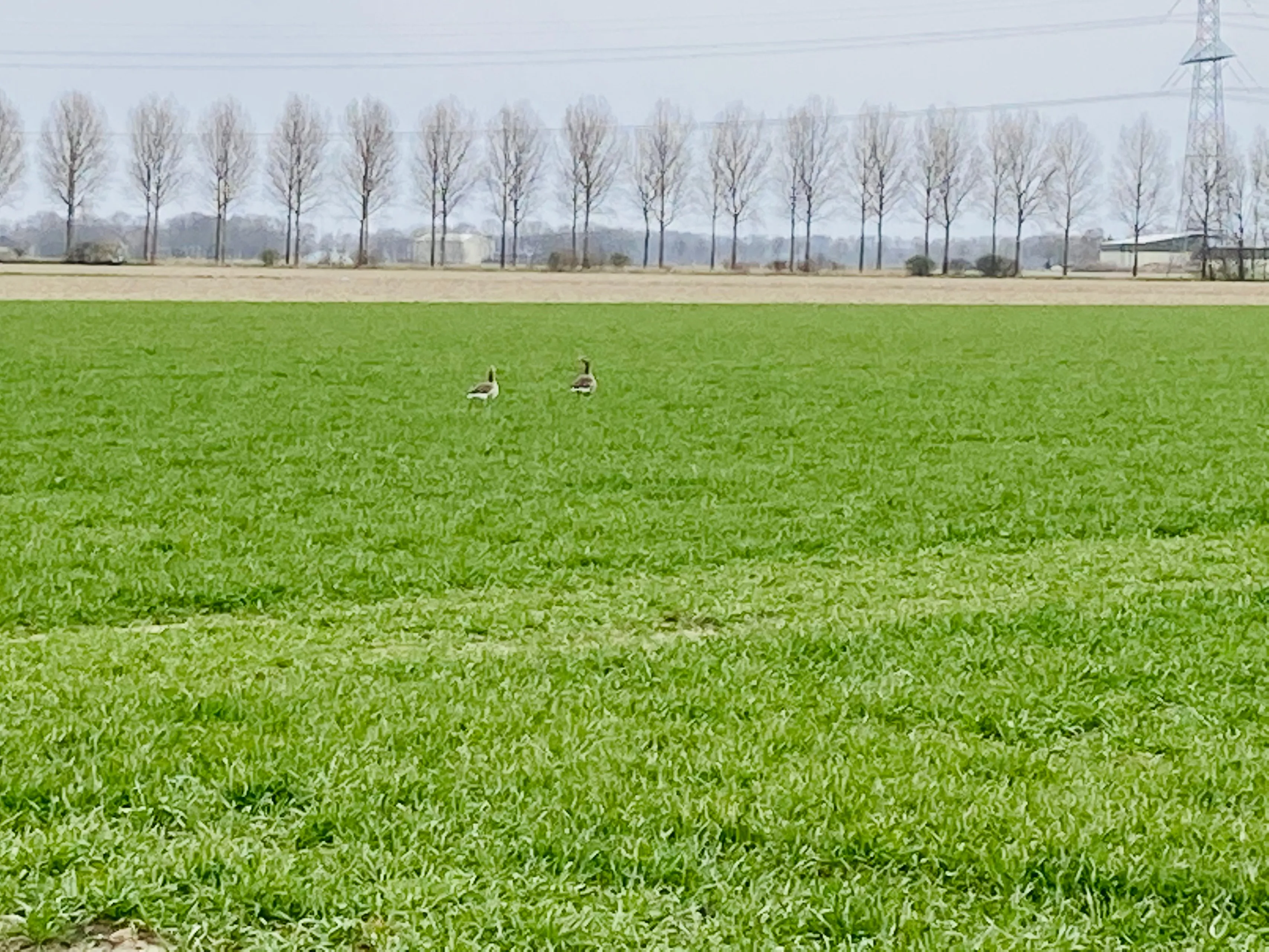 ganzen aan de havenweg img 4980