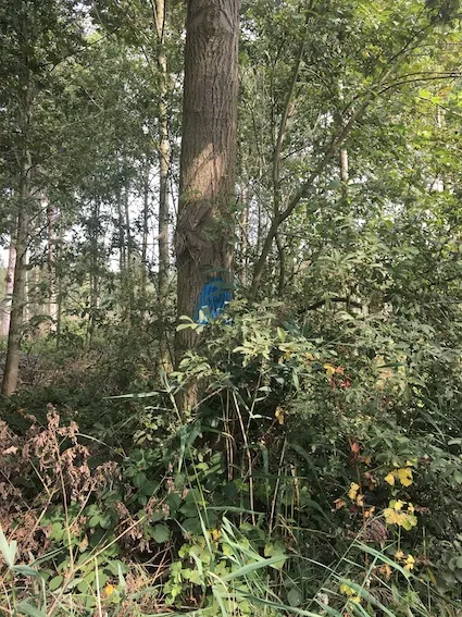 gebleste boom img 5604