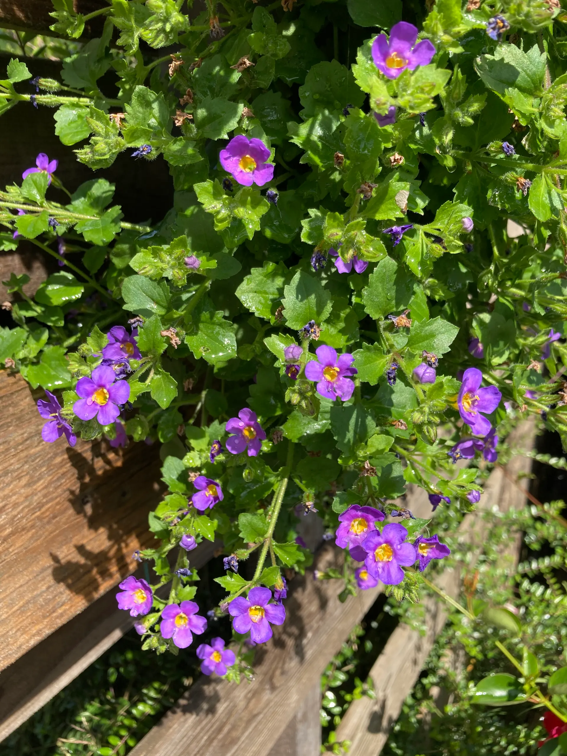geveltuintje bacopa in wanderella img 1512