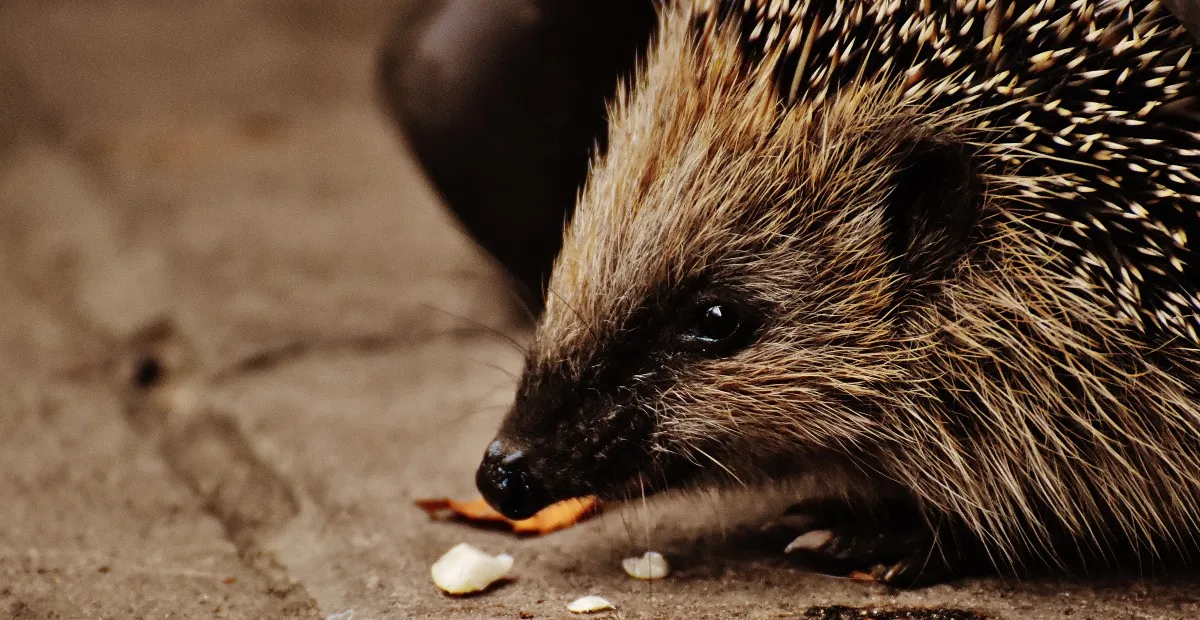 hedgehog child young hedgehog hedgehog animal spur nature garden mammal 399282jpgd