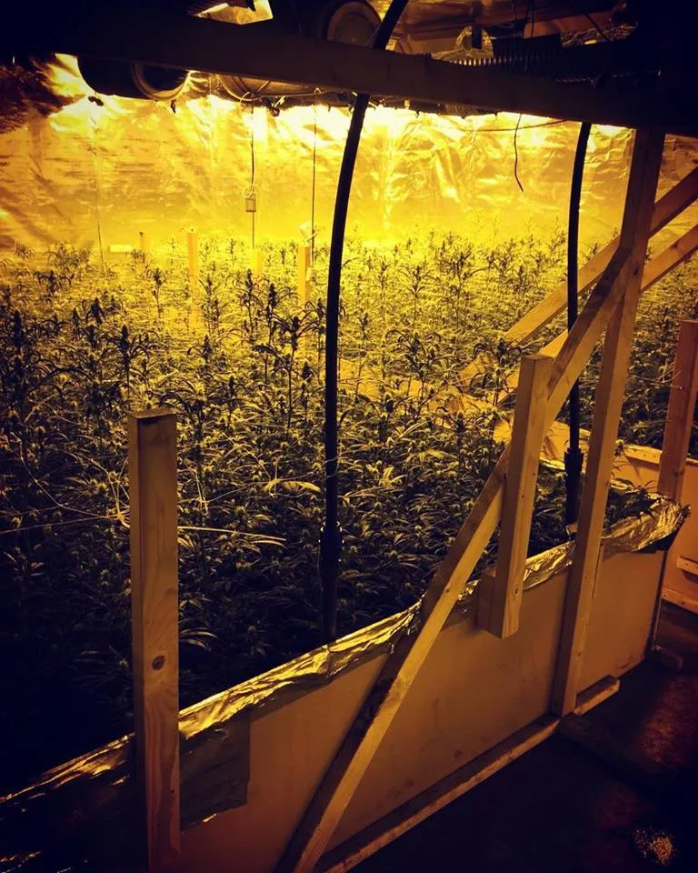 hennepkwekerij havenstraat emmeloord pol nop urk