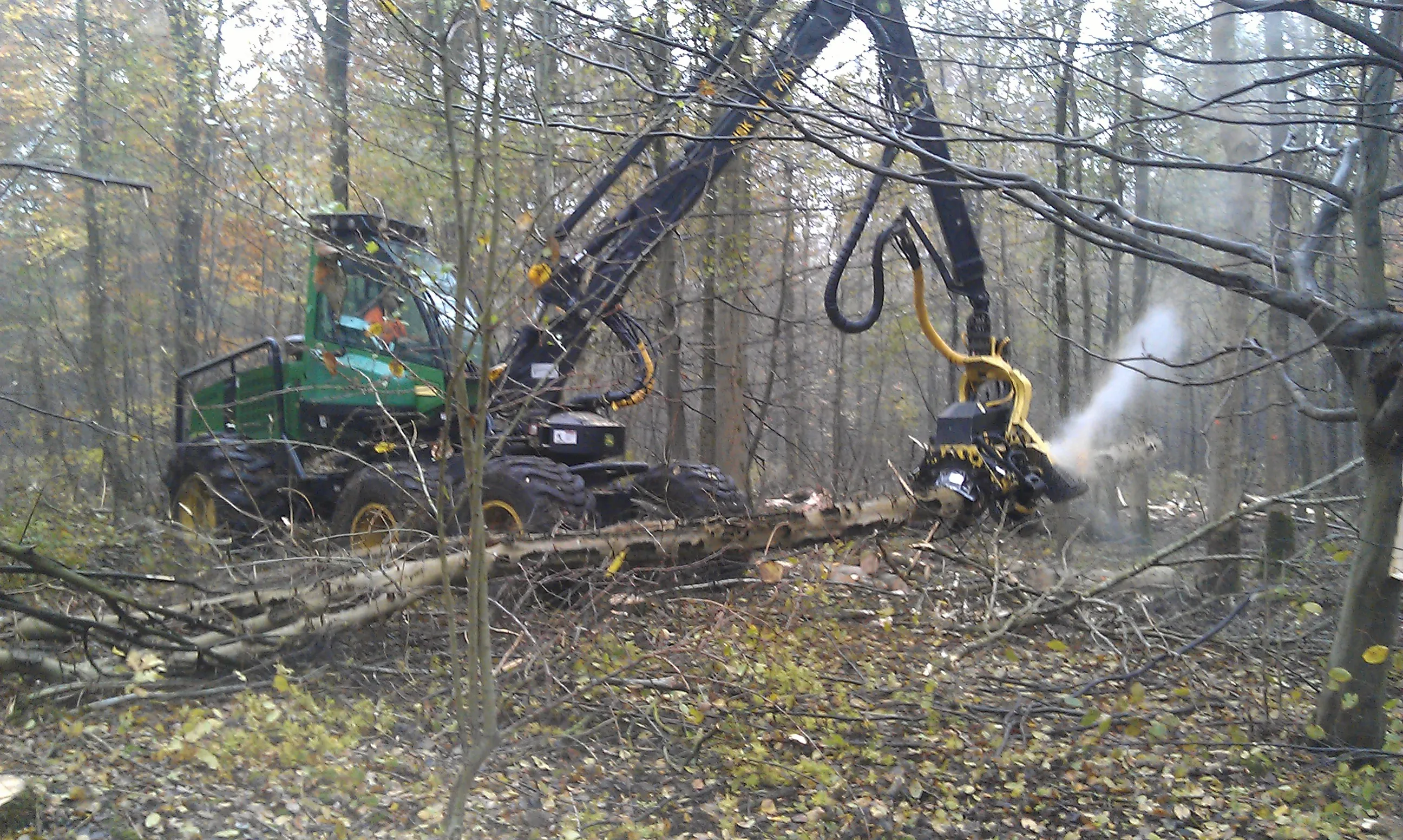 houtoogst kuinderbos