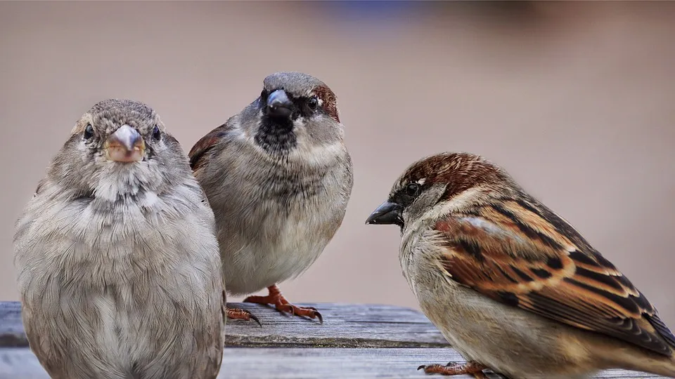 huismus sparrow pixabaycom