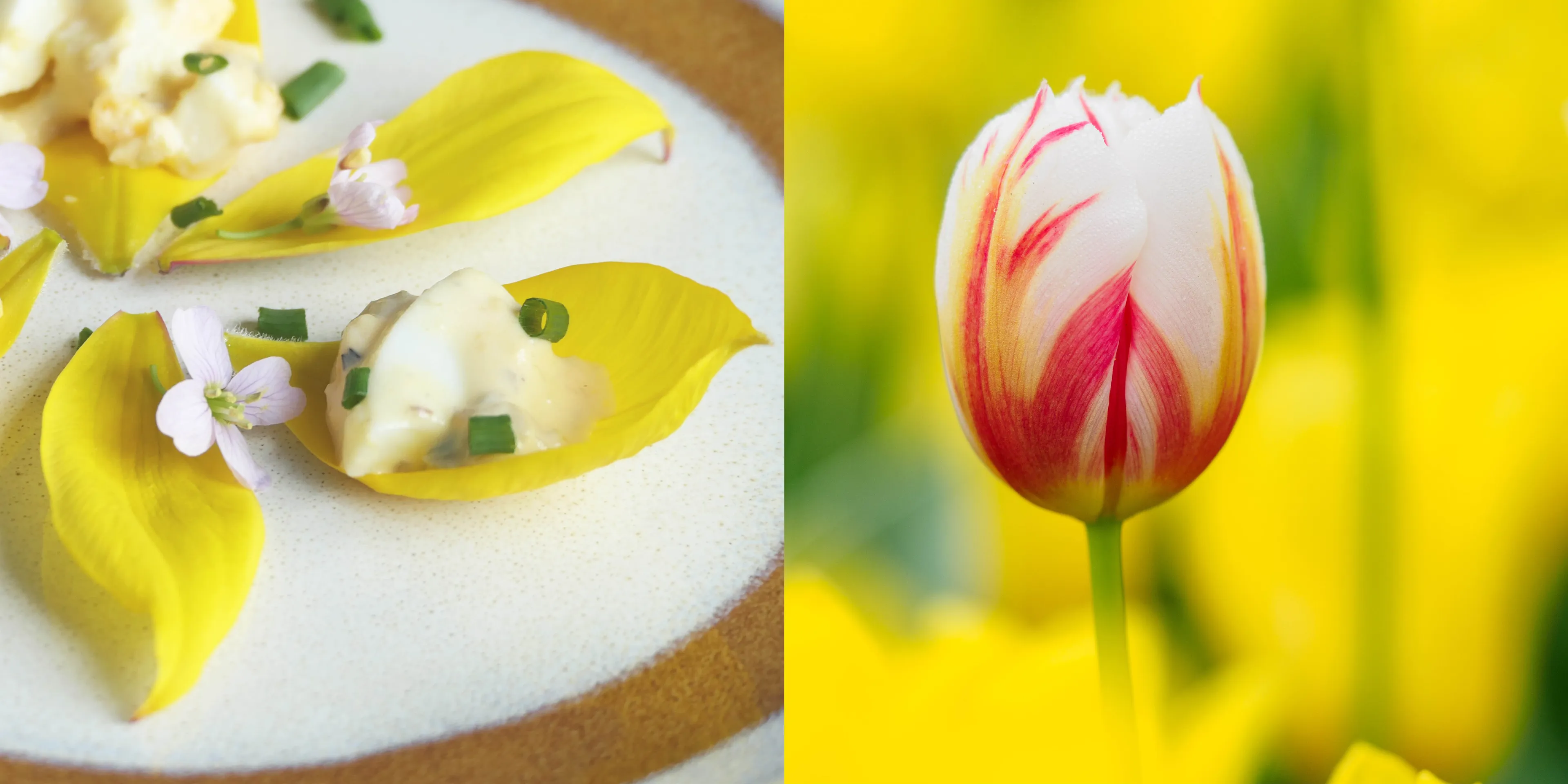 joke scholtalbers alice valk workshop tulpen