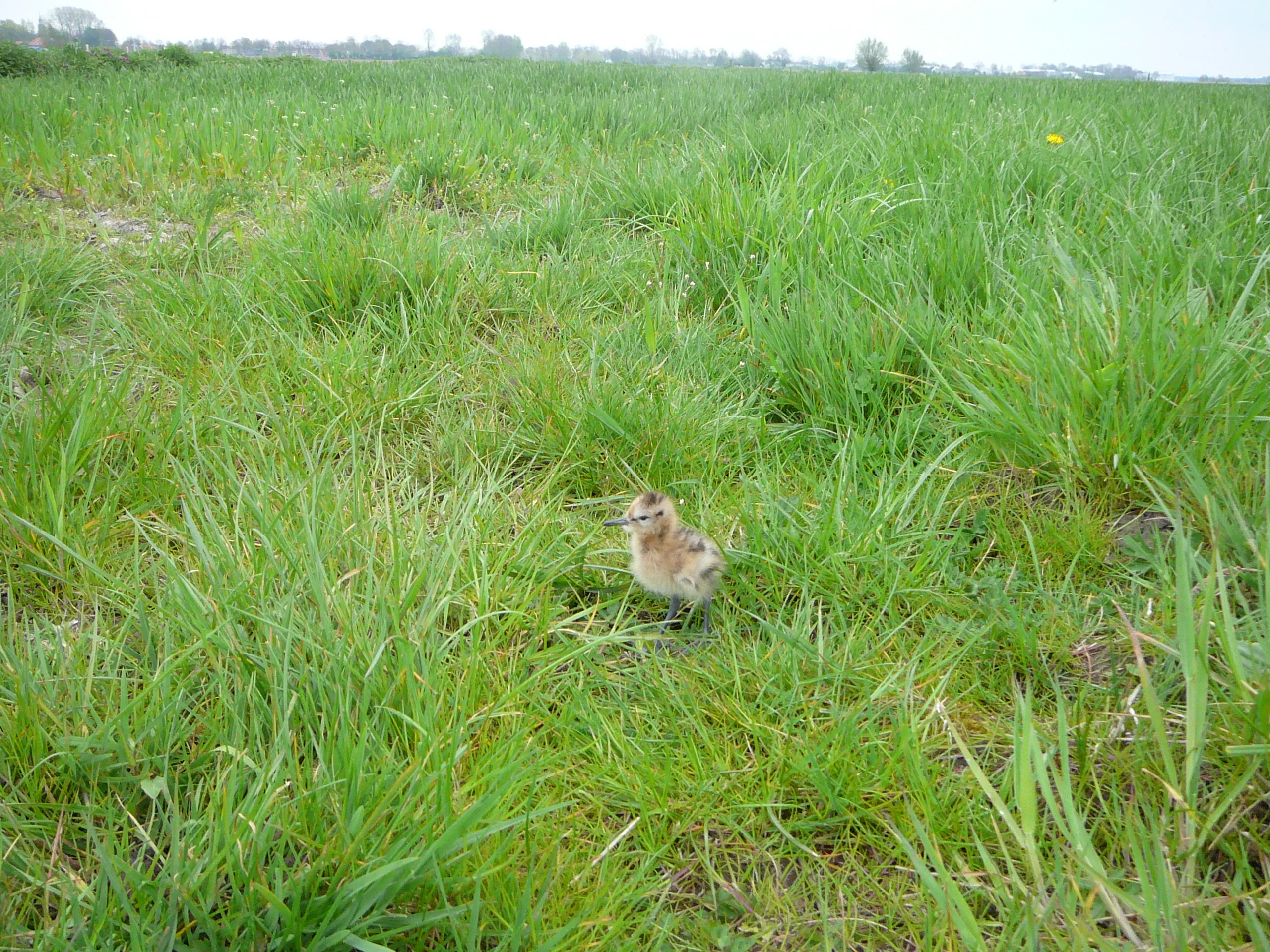 jonge grutto