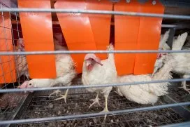 kip 001 857 img gro194477 016