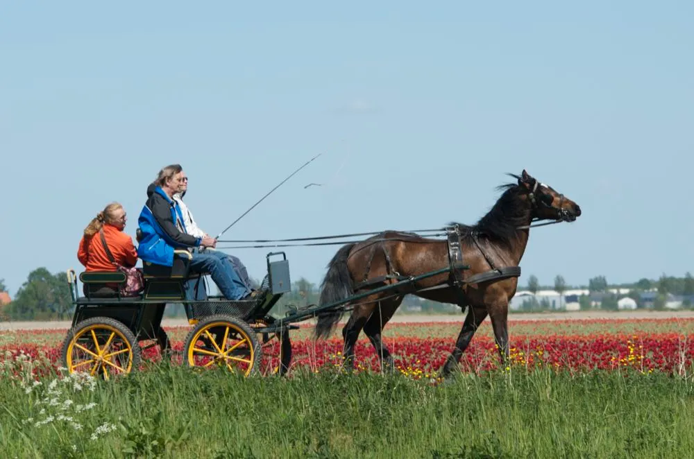 koetsentocht 3 foto
