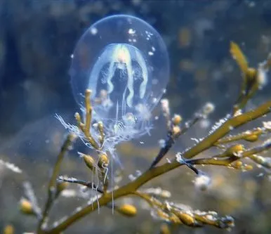 kwal b293b0cf 2893 4d62 a70e 278f5d795739