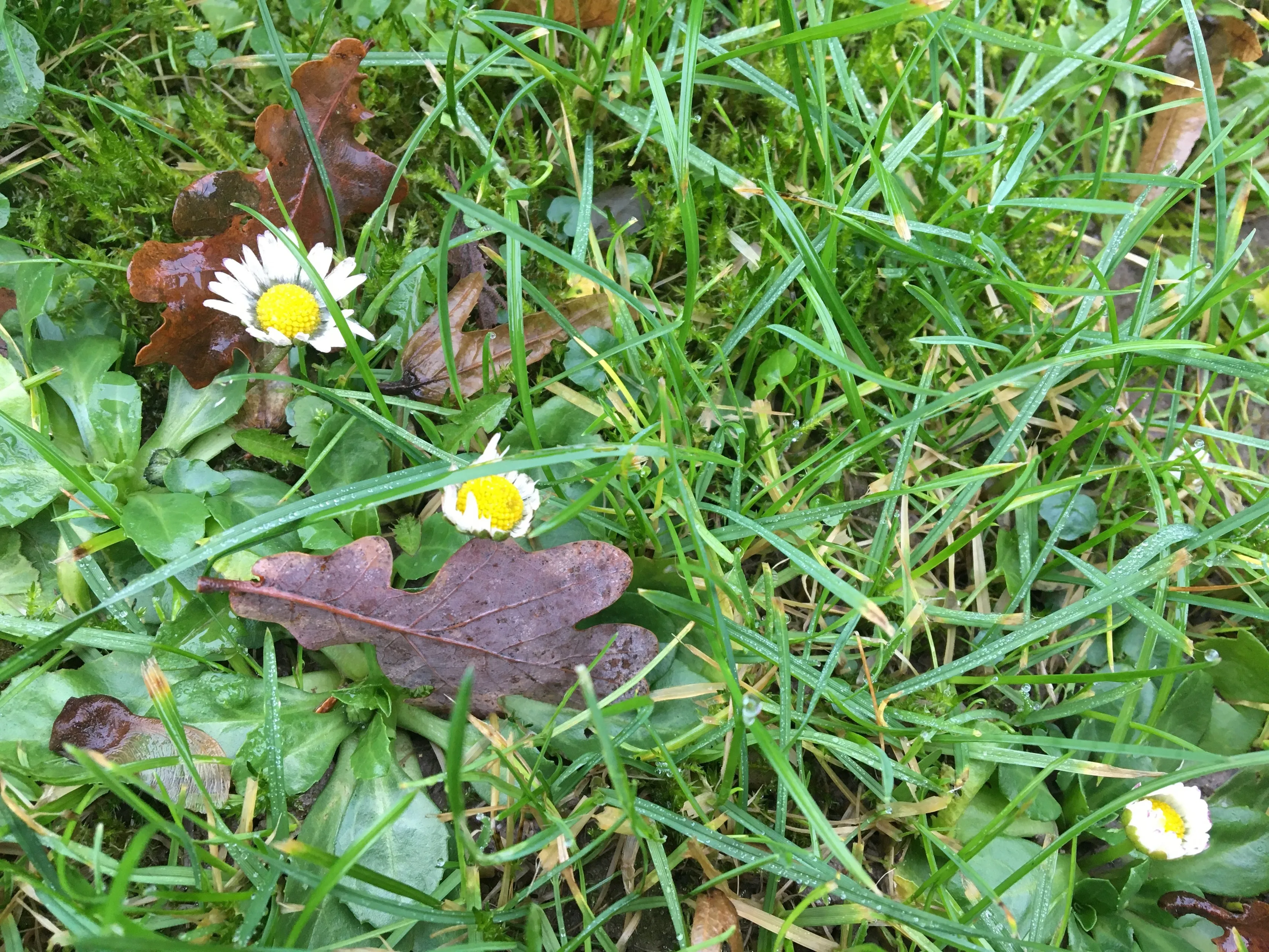 madeliefjes img 8603 kopie