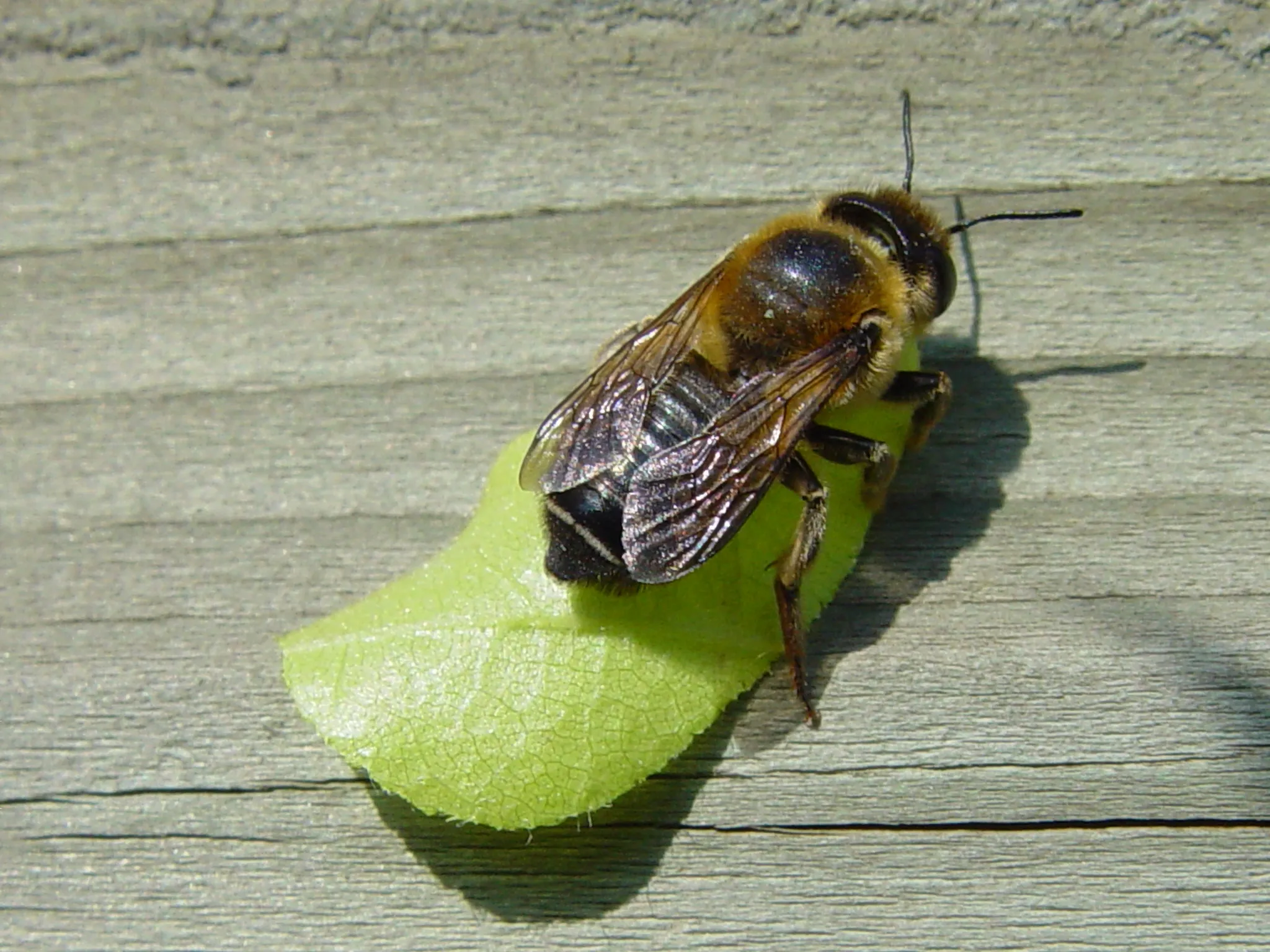 megachile centuncularis tuinbladsnijder