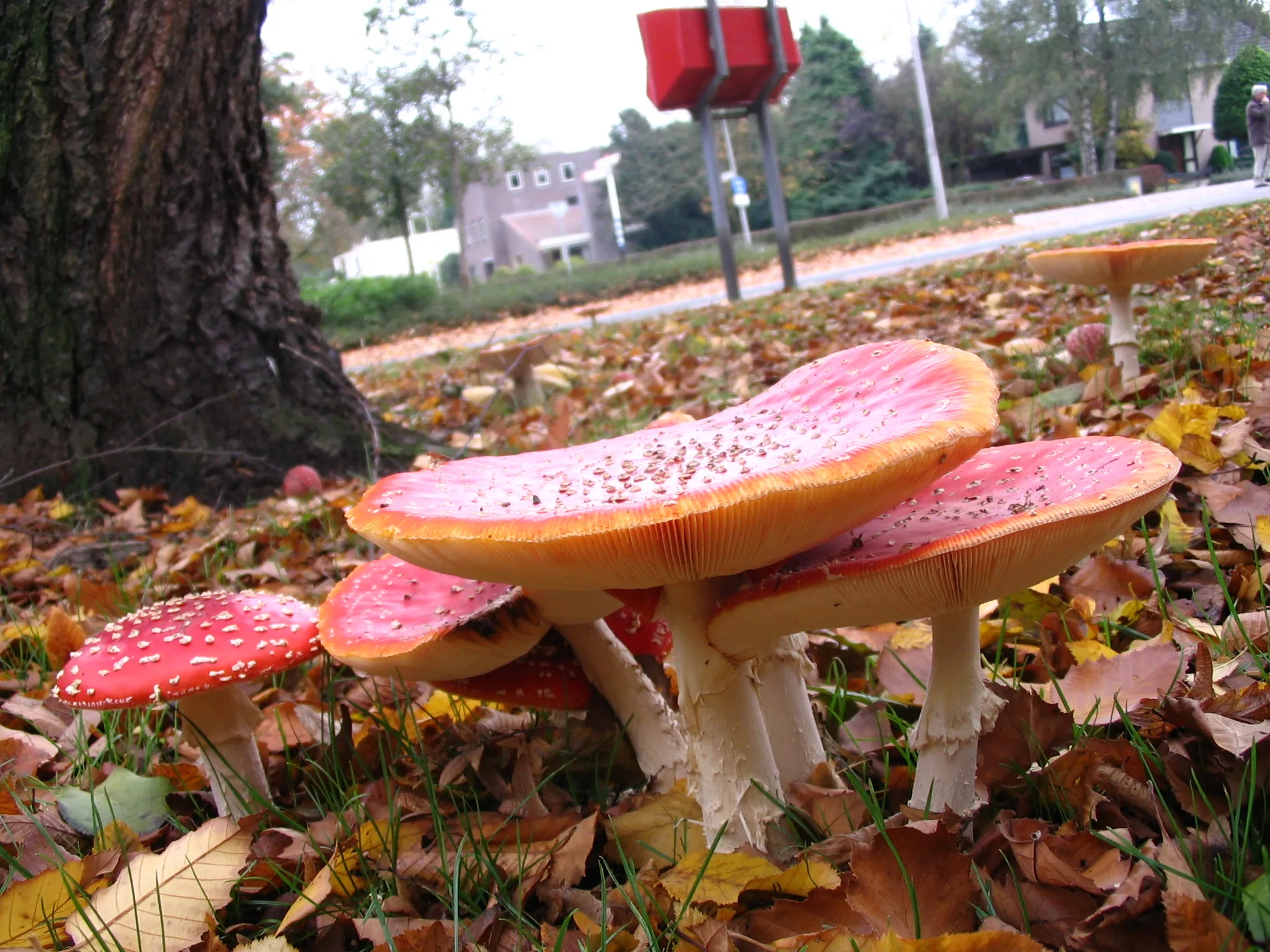 mooiflevoland pic 1164031733 869124668 img 0281