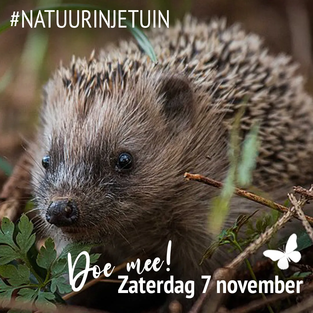 natuurinjetuin egel
