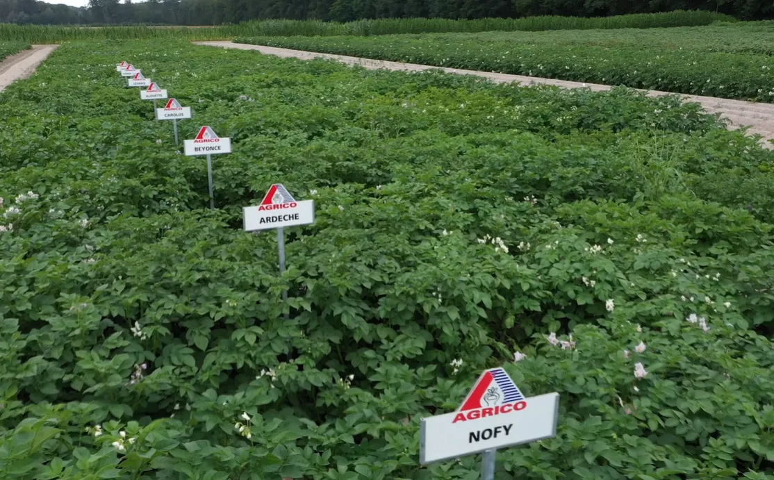 next generation potatoes