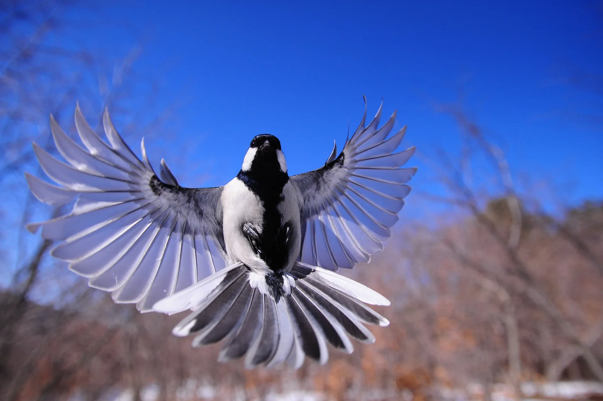 night bird 1126076 1920