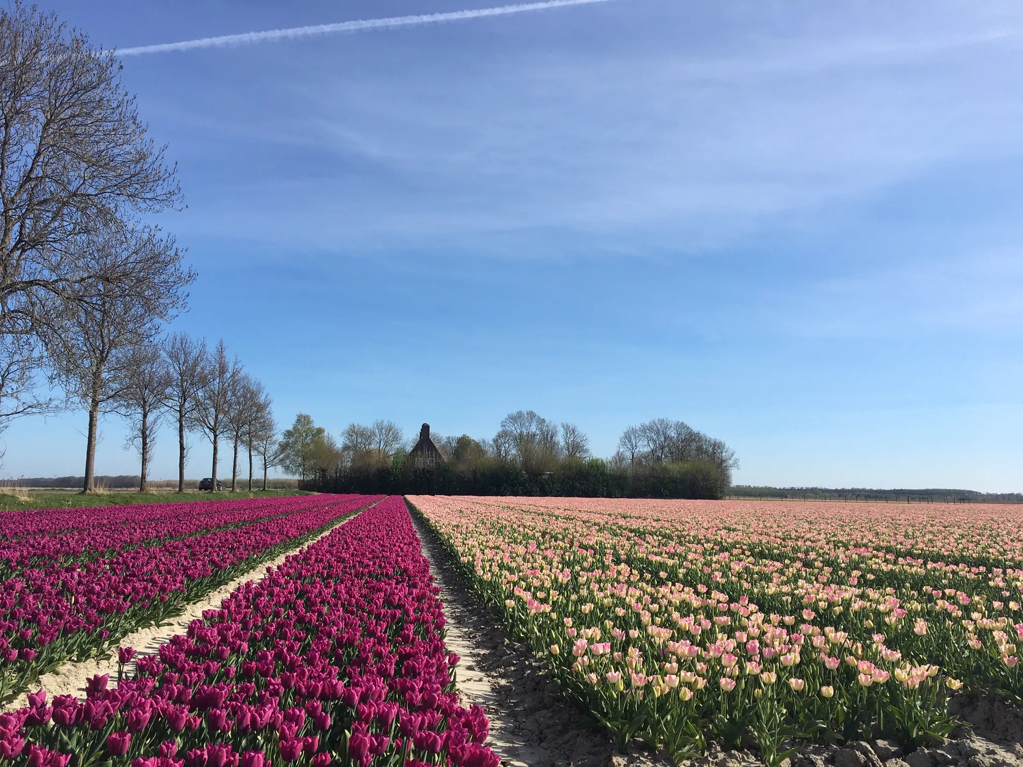 nop tulp img 0253