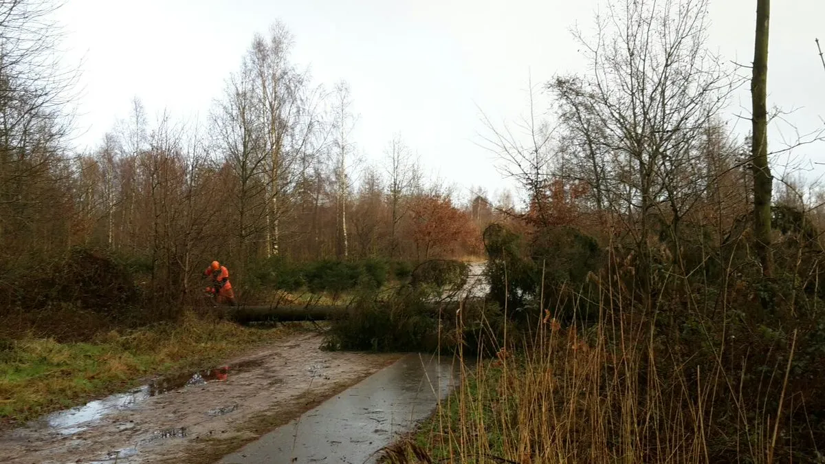 omgewaaide bomen storm 18 jan18